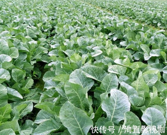 追肥|花椰菜鲜美细嫩,营养丰富,重视田间管理方法,种出优质花椰菜来