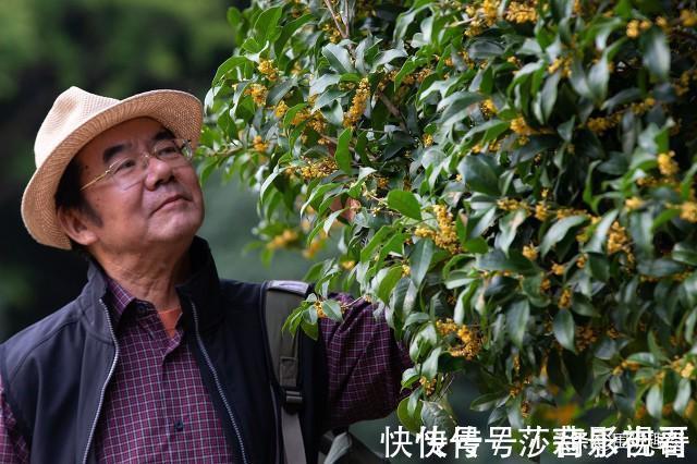 栽种#老辈人认为桂花树是吉祥树,却有4处地方不宜栽种,哪4处?为啥?