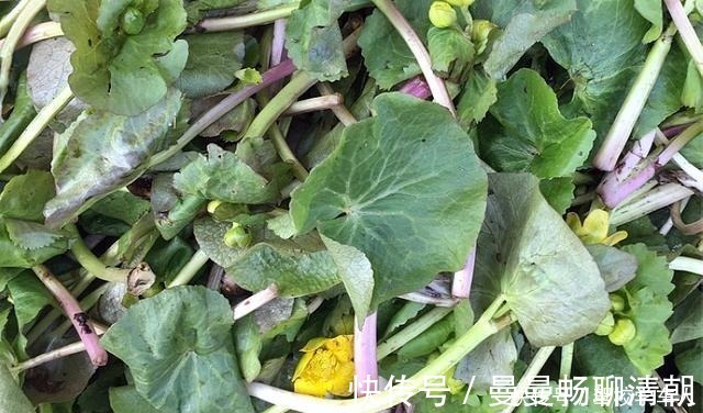 独脚金|俗称“马蹄菜”,长在溪边少人识,叶子却极珍贵,别忽视
