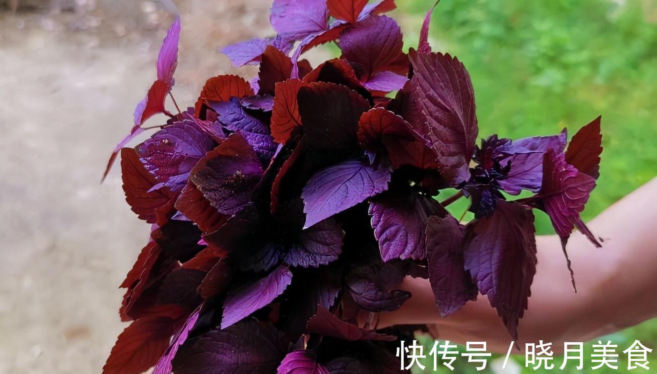 有3种绿植,很养眼又很美味,种一盆不停生长、吃不完的节奏