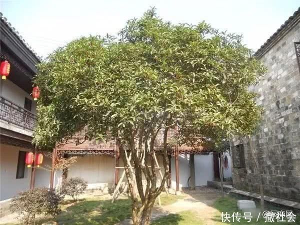 院子里种树有大讲究，这些树寓意好，可提升庭院灵气