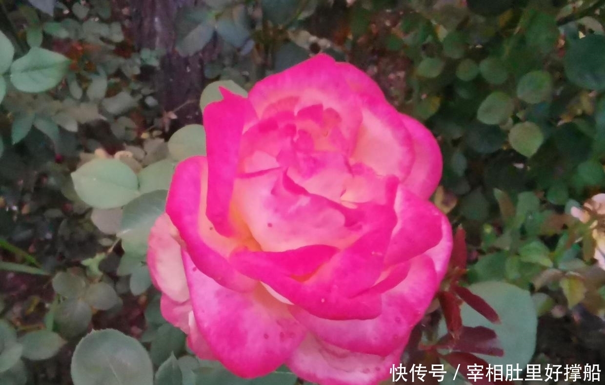 大事|曾国藩:办大事需要有心理准备,做到尽心尽力问心无愧为好