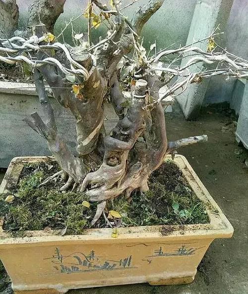 植物|这5种绿植,养成盆景观赏价值高,注意这些技巧很快成老桩