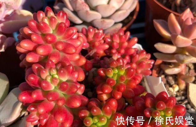 口杯|养多肉植物用多大的盆才算合适教你这样挑选,把多肉养成爆盆