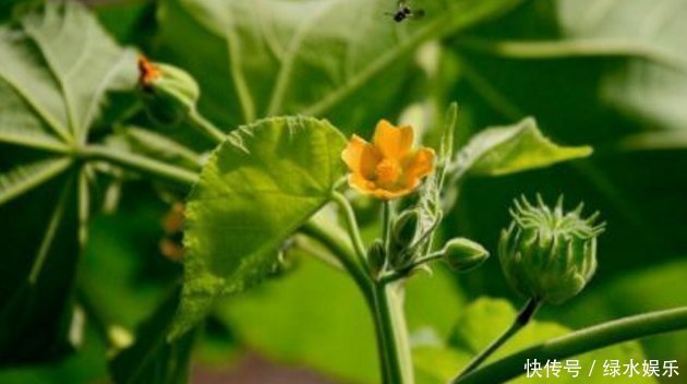 播种|农村山里的野草,消肿止痛、清热利湿,遇到请珍视,别忽视