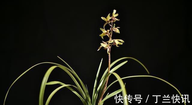 土壤|养兰花时多菌灵如何使用?很多网友不知道,用错了不仅无效还有害