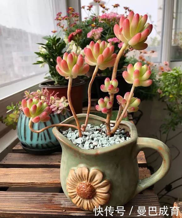 5种多肉“小老桩”，随便晒晒就上色，美的不可方物！