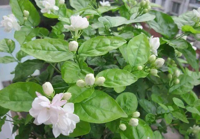  不伤|开春了快给三角梅，茉莉花浇一种水，不伤流，早发芽早开花