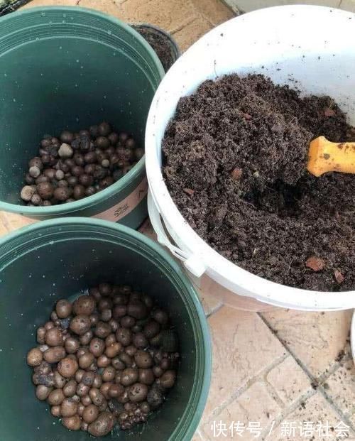 养花总是死?盆底埋点“小东西”,疏松透气不烂根,养啥旺啥