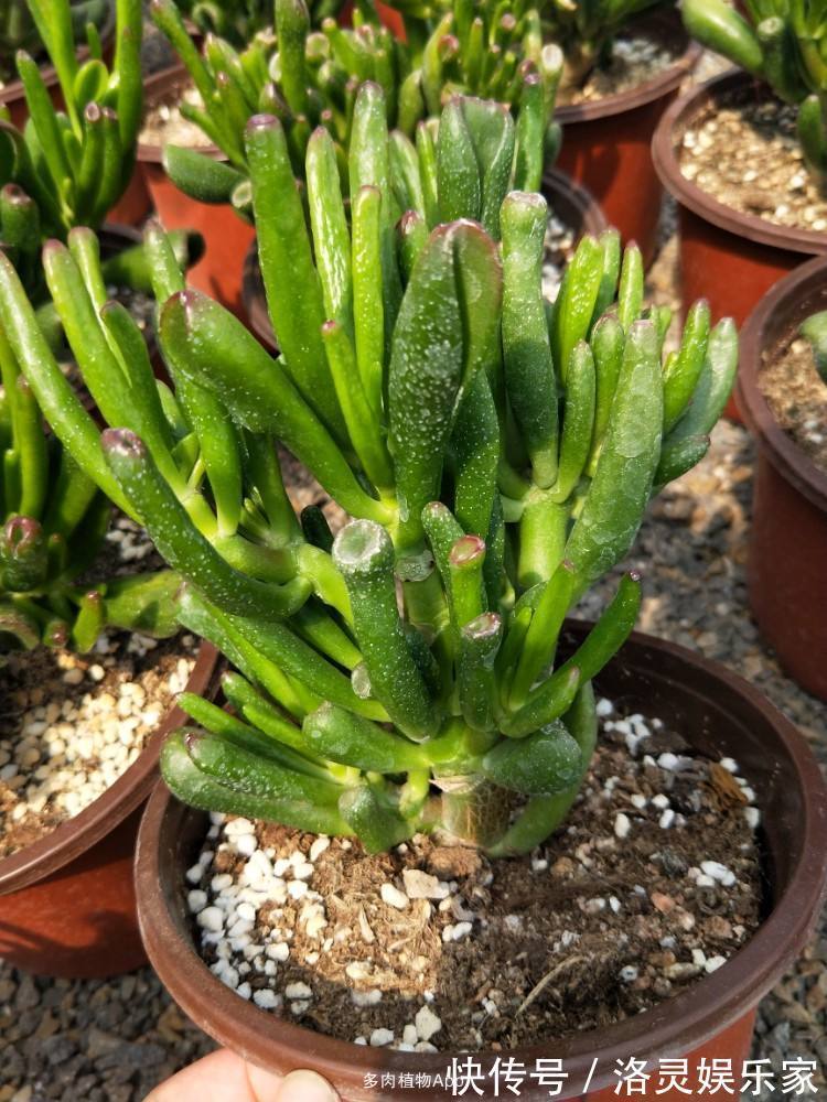 3种花自带“财气”,家里养一盆,财源广进、日子越来越红火