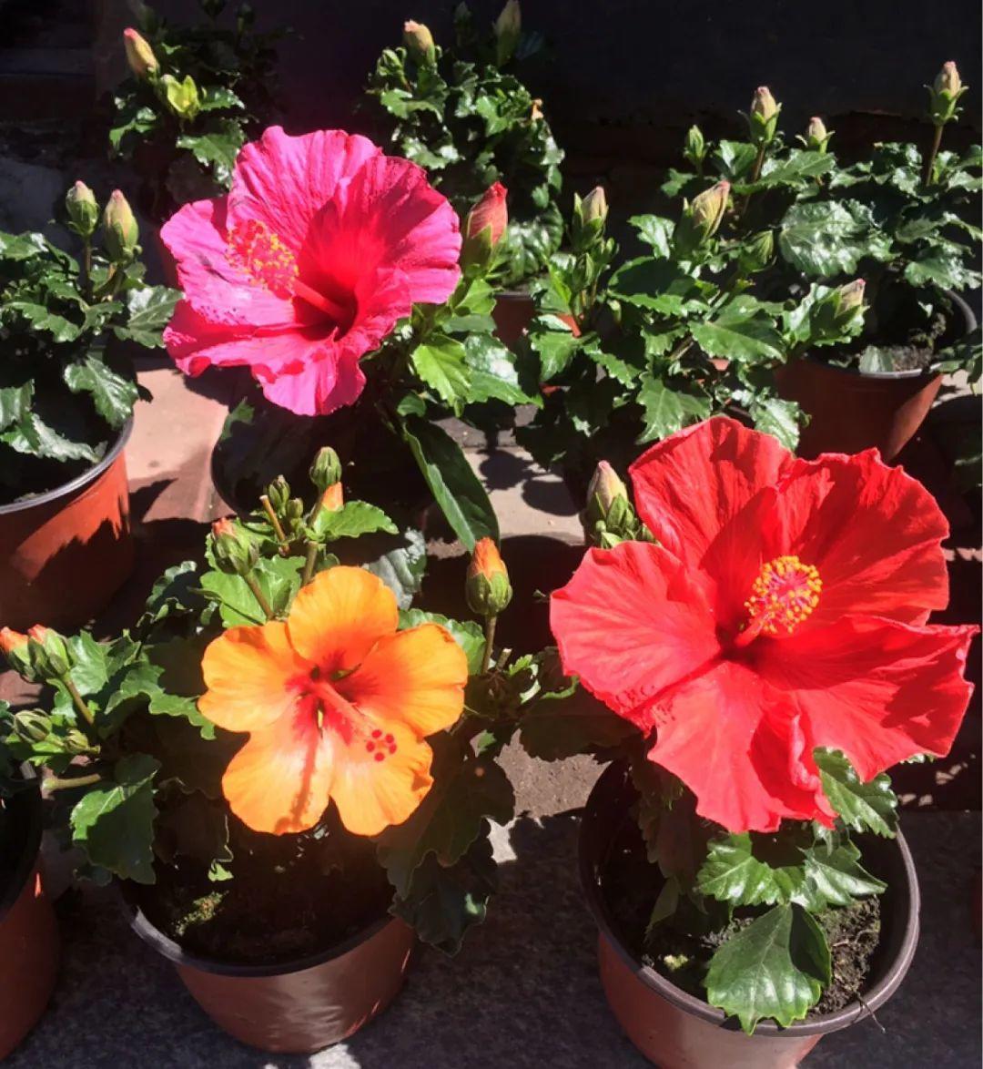 长寿花|9月后就养这些花,比绿萝好养,疯狂开花到明年!