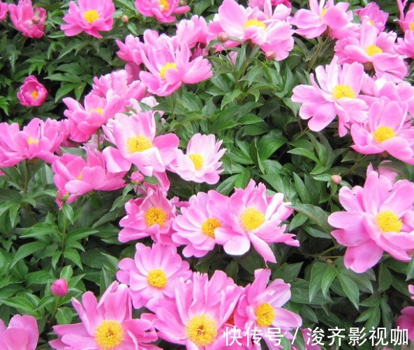 芍药花|喜欢养花，不如养芍药花，养护轻松，花苞大过拳，开花超美！