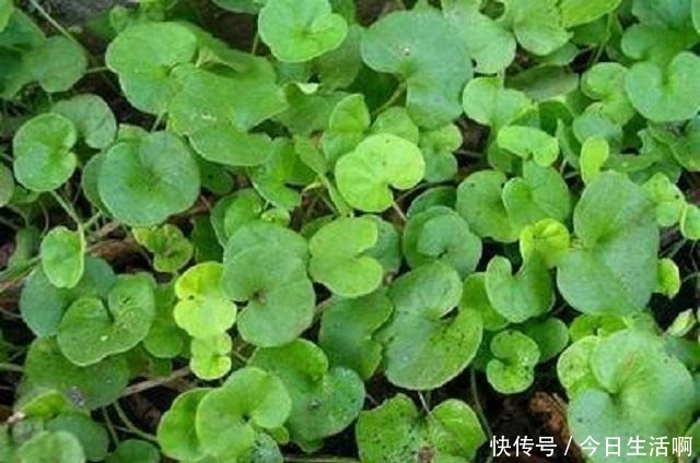 宝藏|此草名字奇异,药农称其为“崩大碗”,农民当它是野草,错过宝藏!