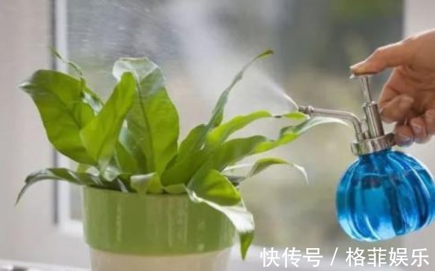 好好学习|浇花看似简单,其实有很多讲究,学会4点后,植物再也不烂根了