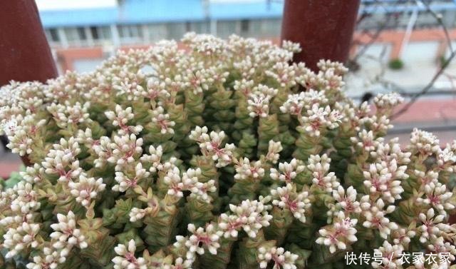 多肉中开花最迷人的4个品种,小米星精致淡雅,佛珠仙气飘逸!