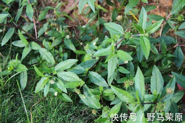 泡水|它曾用来喂猪,如今价值被开发,泡水喝对身体有好处,记得摘