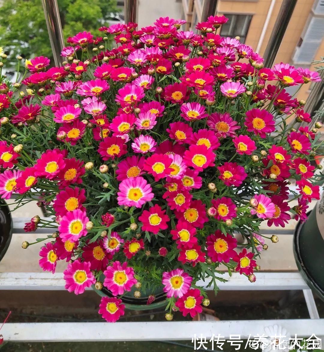 君子兰开完，会有3个“后遗症”，一定要重视