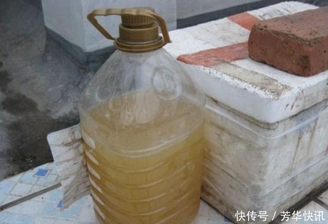 王大爷园|王大爷园土养几十盆君子兰,一周一次“黑水”,叶子油亮年年开花