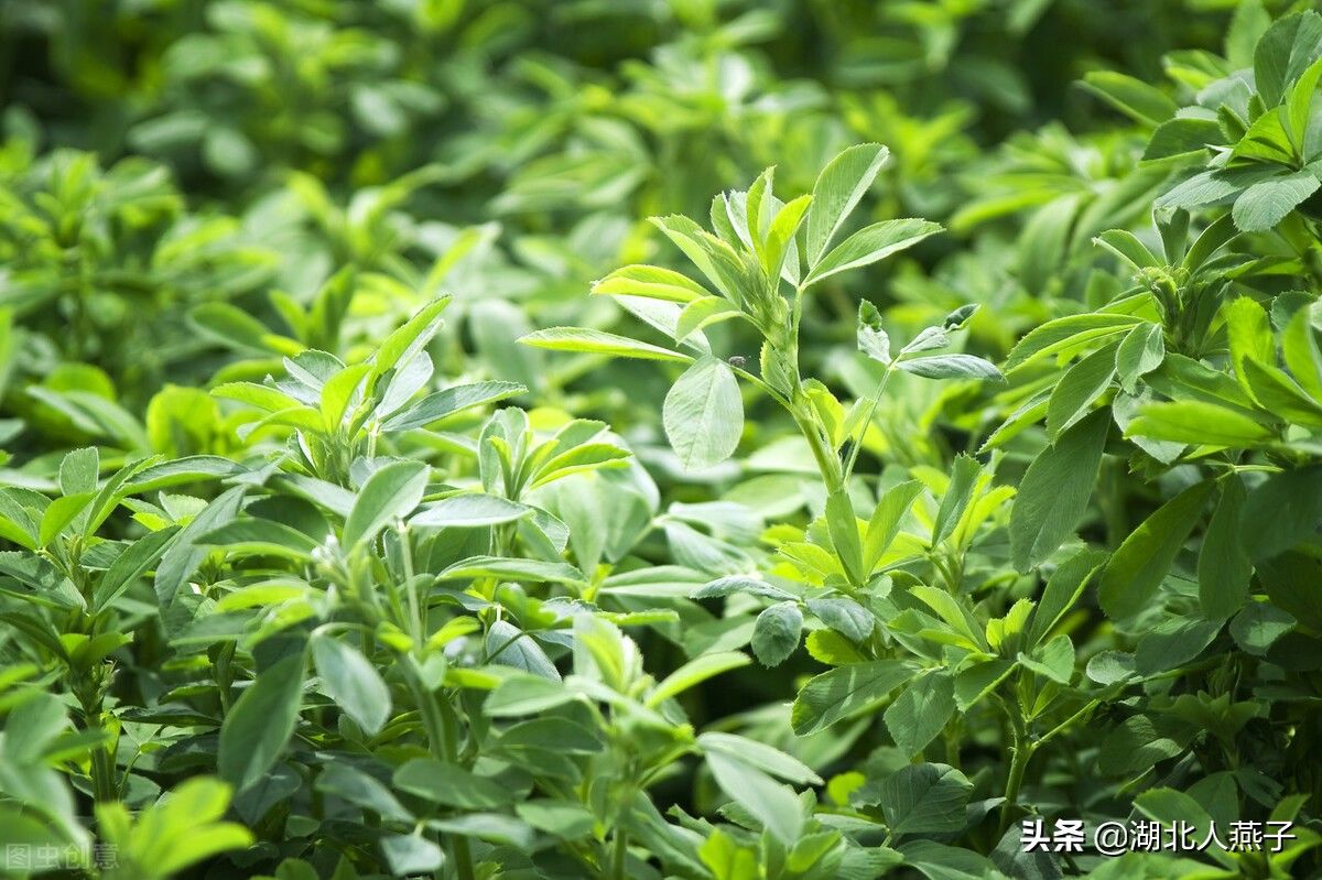 野菜|49种野菜大图片，带你见识不同的野菜和吃法，你想要的野菜这里有