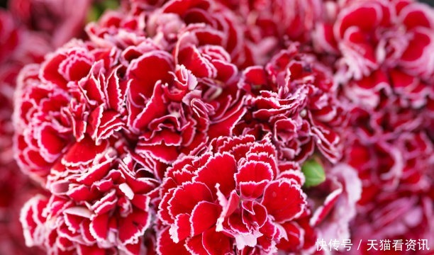 高雅|喜欢上养护漂亮迷人的花卉,就可以选择“高雅多姿”的3种花卉