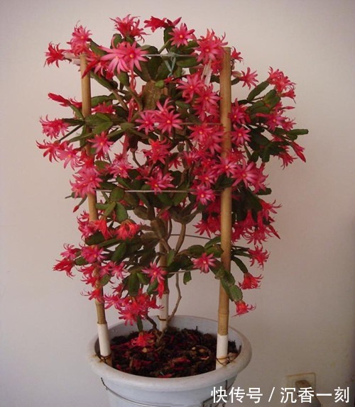 蟹爪兰|真假蟹爪兰,十有八九会认错,“嫁给”仙人掌后,统统开成花大树