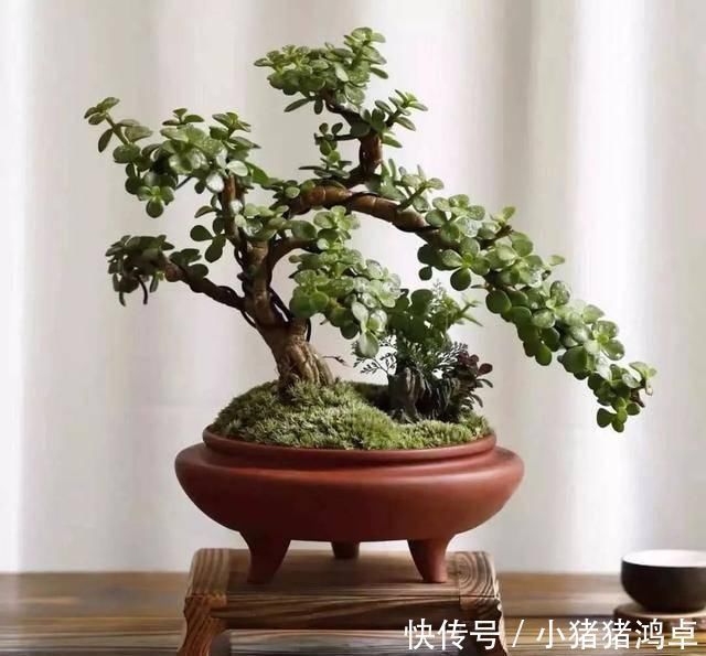 聪明人爱养这八种“守家树”,护宅吉祥保平安,养好了都是传家宝