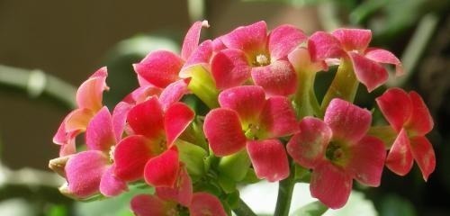 夏季长寿花黑腐现象严重，“反着”来养，养出更多侧芽更容易爆盆