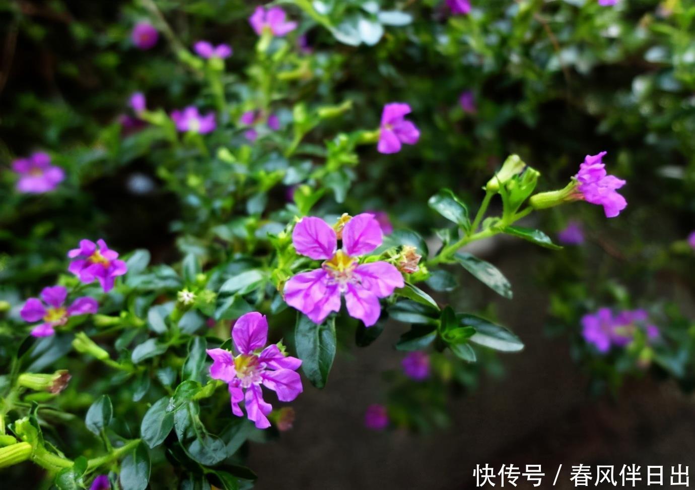 植物|夏季想养开花植物,试试它,紫色小花颜值高,病虫害少阳台也能种