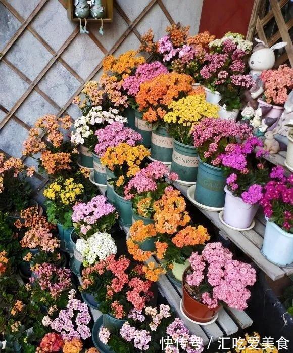 长寿花“装菜”不开花?打开3个“小开关”,满满大花苞,开仨月