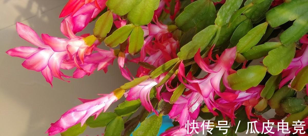 蟹爪兰养不好,这篇养护方法一看就会,建议收藏