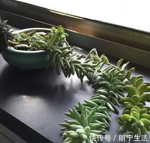 养多肉植物，做忌3点，难怪一养就徒长，现在改正还不晚