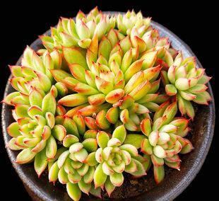 开春多肉出现3个迹象，及时做这件事，生长迅速养成肉墩子！