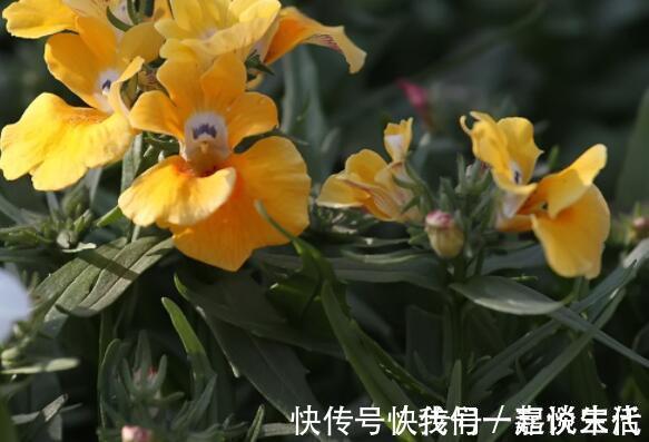 牡丹|此款木本花卉,花开媲美牡丹,仙气十足,花香怡人,堪称盆栽佳品