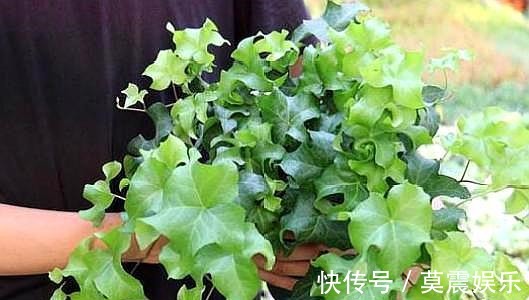 长根|还在花钱买花遇上“6种花”掐根枝回来,插到土里就活,很简单