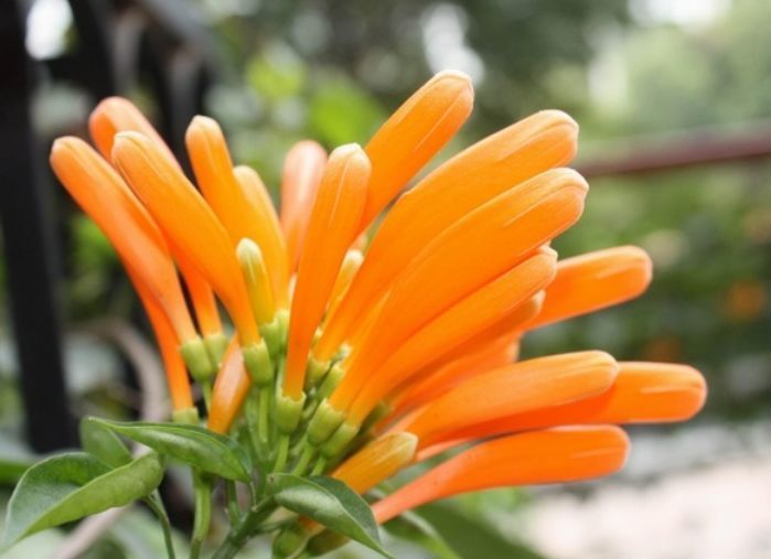 4种花现在养刚刚好，开花很漂亮，夏季也能疯长不停