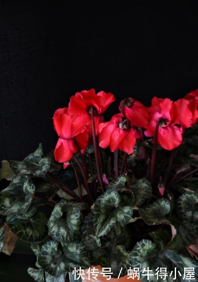 花友来稿|翩翩蝴蝶花还能开180天?看完文章你也可以