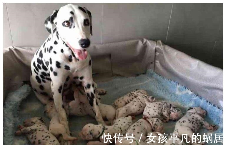 进化|为何动物生育后代如此轻松,而人类分娩时却疼得那么撕心裂肺?