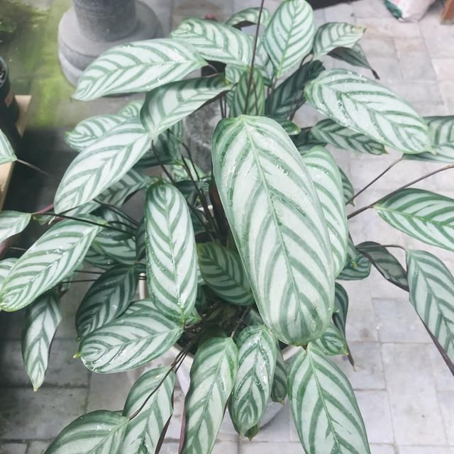 观叶类|她家从不养绿萝,就养4种“颜值花”,叶子比花还好看