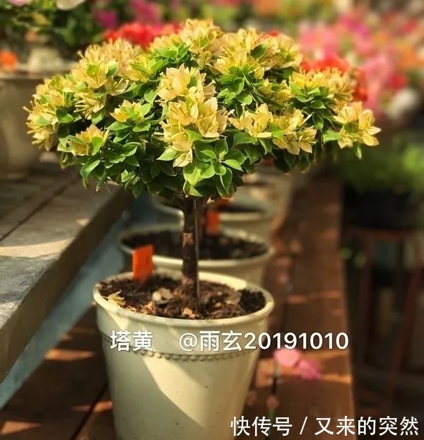 越冬|家里有这花,露养断水2个月,安全越冬50盆