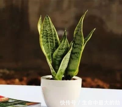 绿萝|厉害了!这12个养花技巧超级实用,新手花友别错过哦!