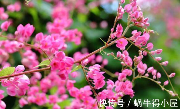 花朵|农历7月17日开始,养花养个耐看的,花朵超漂亮,阳台开出花海