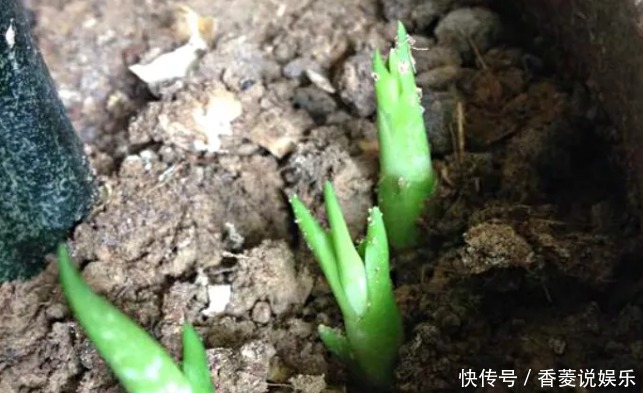 通透性|老妈在盆里埋点料,虎皮兰吃了一夜冒10个芽,花盆都炸了!