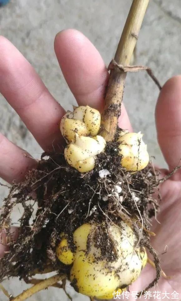 7种花冬天会假死，叶子掉光不要扔，明年还能大爆花