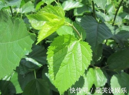 良藥|鄉下常見的樹葉，是治療高血糖的良藥，常吃血糖蹭蹭往下降！
