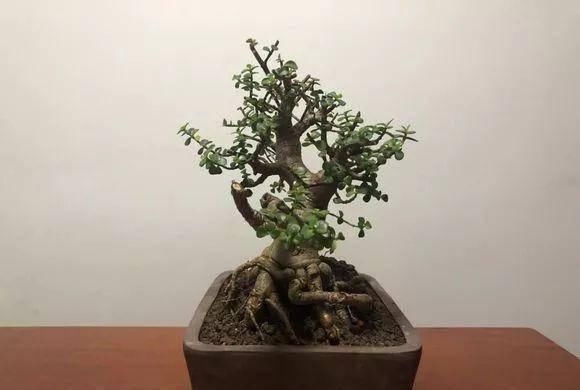 盆景|想要把金枝玉叶养成漂亮的盆景,这么做就对了