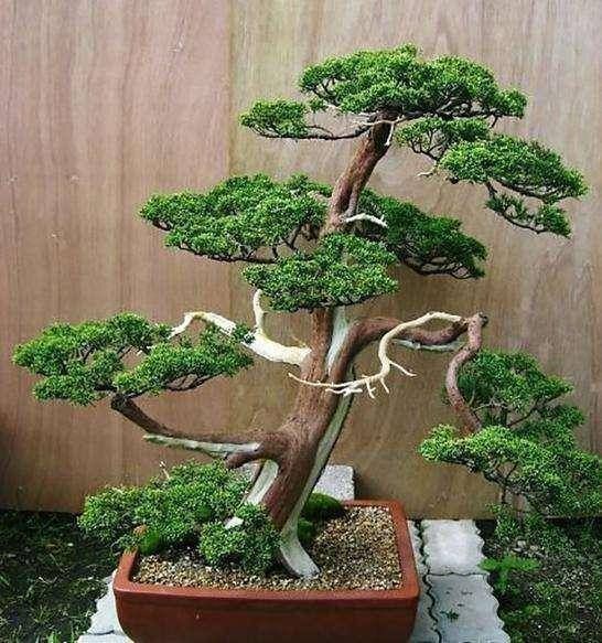 3种名贵盆景山上遍地有,教你养护技巧,个个价值高造型佳