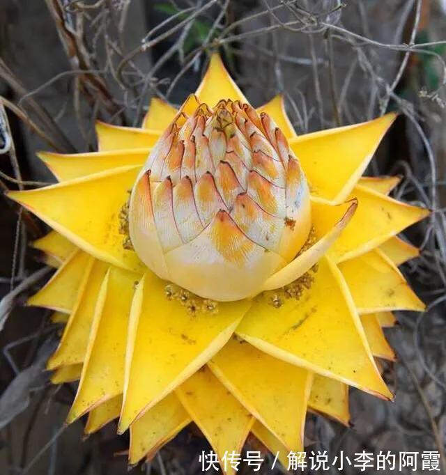 金色“大莲花”好看还好吃,“巨大神秘”的花,你肯定没见过