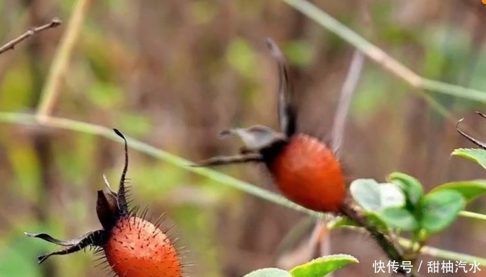 農村山上的這種野果子可以拿來泡酒,老農稱是“天下第一養生酒”