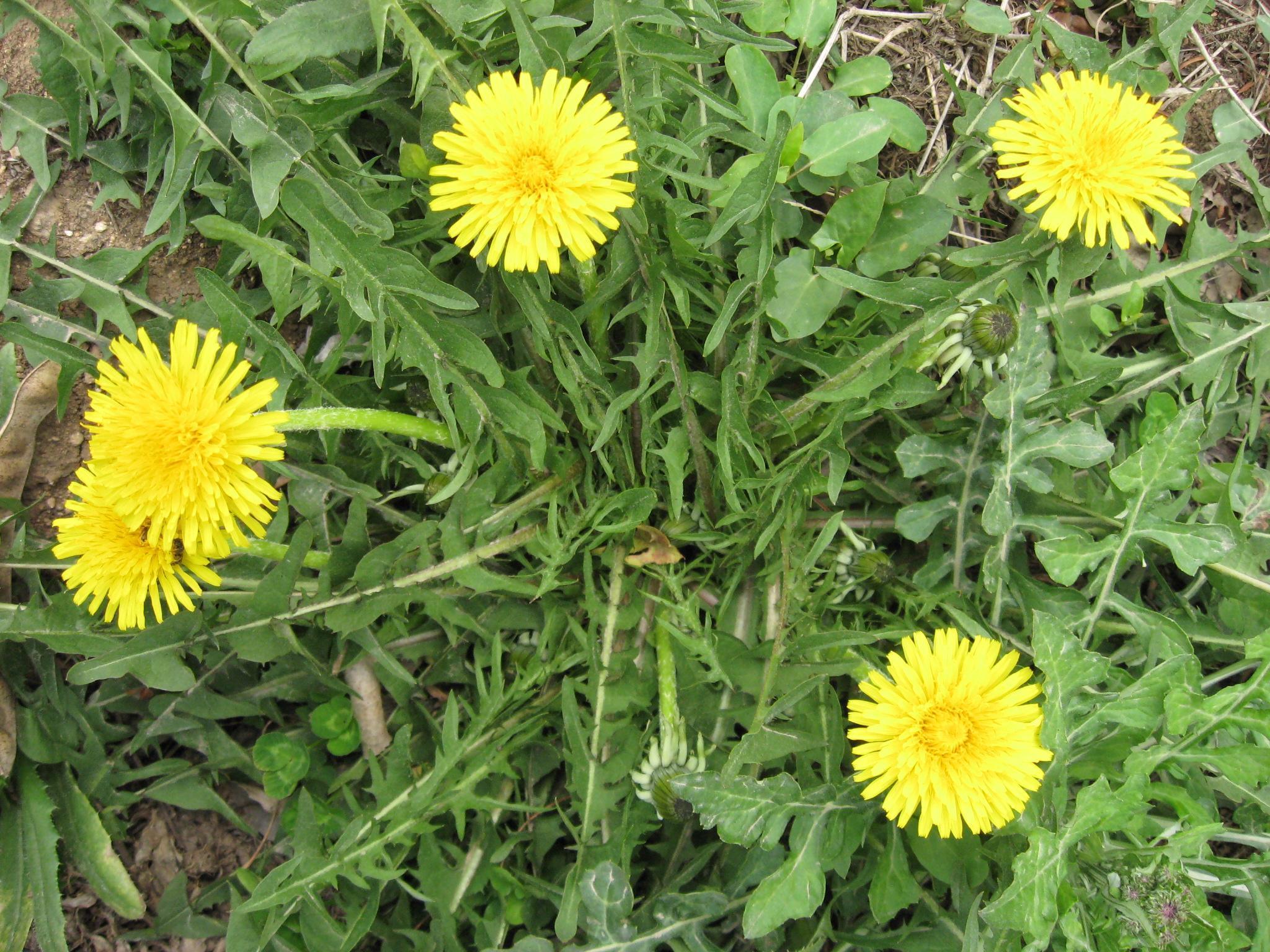 排毒|蒲公英的根和叶,虽都可排毒,但功效有所不同,使用时要区别对待