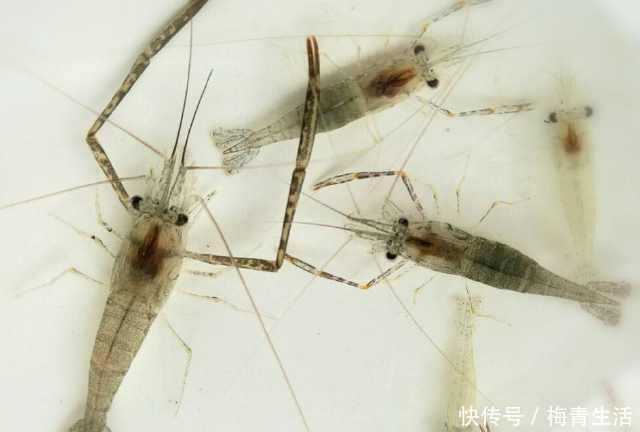 漂相不中鱼|浮漂顶起又落下,提竿却均不中鱼解读3种奇怪漂相不中鱼的原因